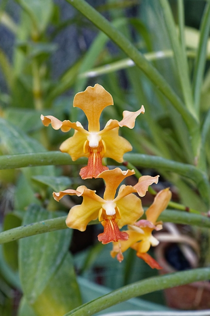 Kandy-Botanical garden-072